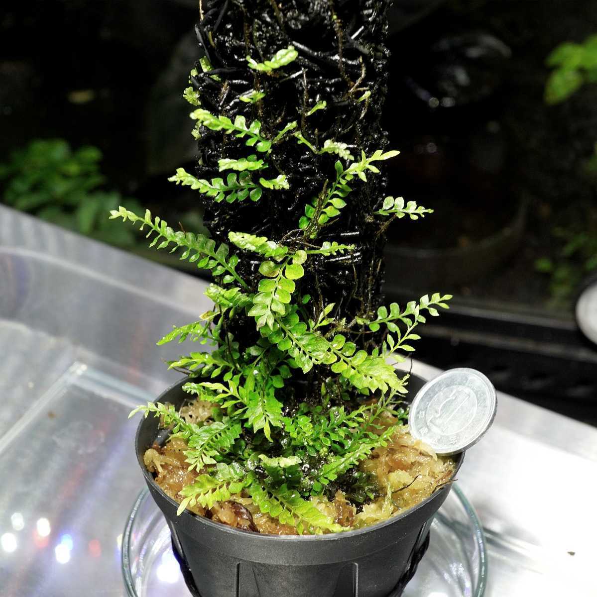 Yahoo!オークション - 【超小型着生シダ】Asplenium holophlebium Yahoo!オークション - 【超小型着生シダ】Asplenium holophlebium