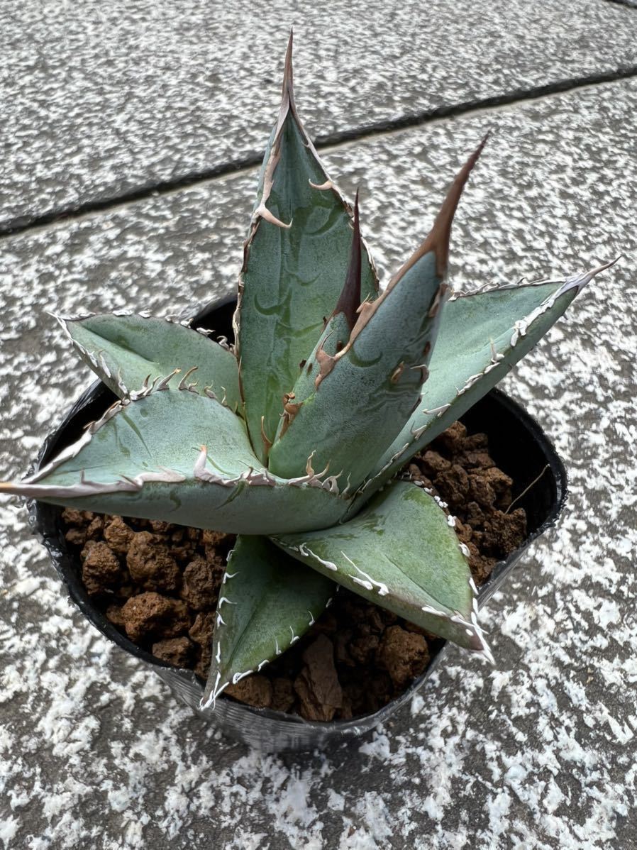 ヤフオク! - Agave ghiesbreghtii purpusorum アガベ ジェス...