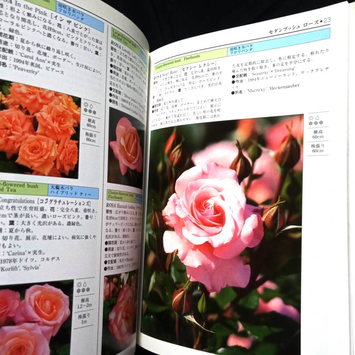 ★即決★英国王立園芸協会編　プラントフォトガイドシリーズ　バラ図鑑300　ROSES_画像4