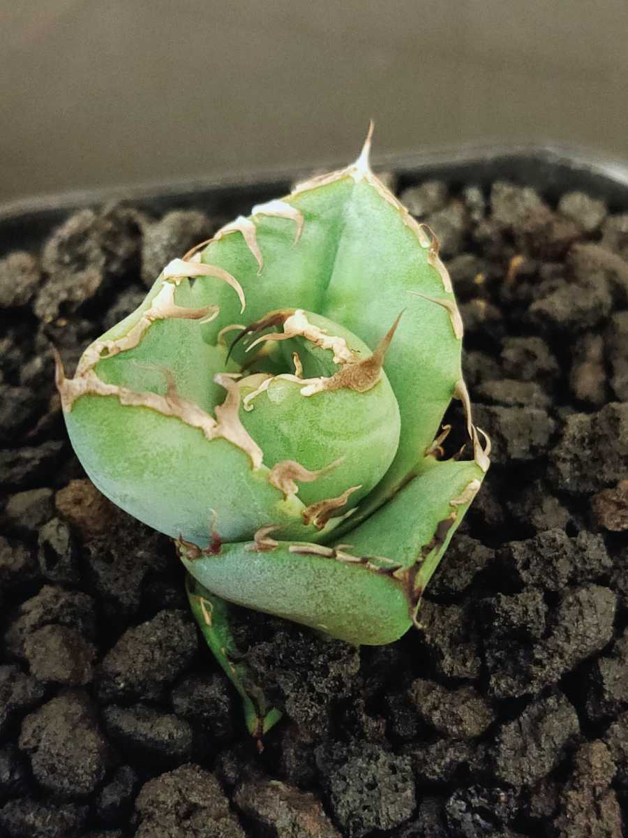 お得お得アガベ チタノタ 甲部白鯨 甲部 植物 | blog.connectparts.com.br