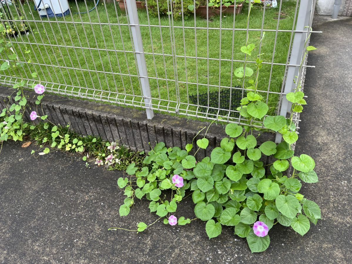 朝顔の種 グリーンカーテン 朝顔 ★5g夏休みの自由研究　絵日記　ピンク色　変わり花びら　アサガオ　タネ_画像5