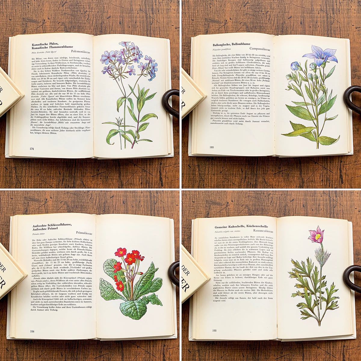 ドイツの古い植物図鑑(STEINGARTEN 1972年)/アンティーク ヴィンテージ 植物画 花 洋書 ボタニカルアート インテリア 紙物 雰囲気◎/_画像7