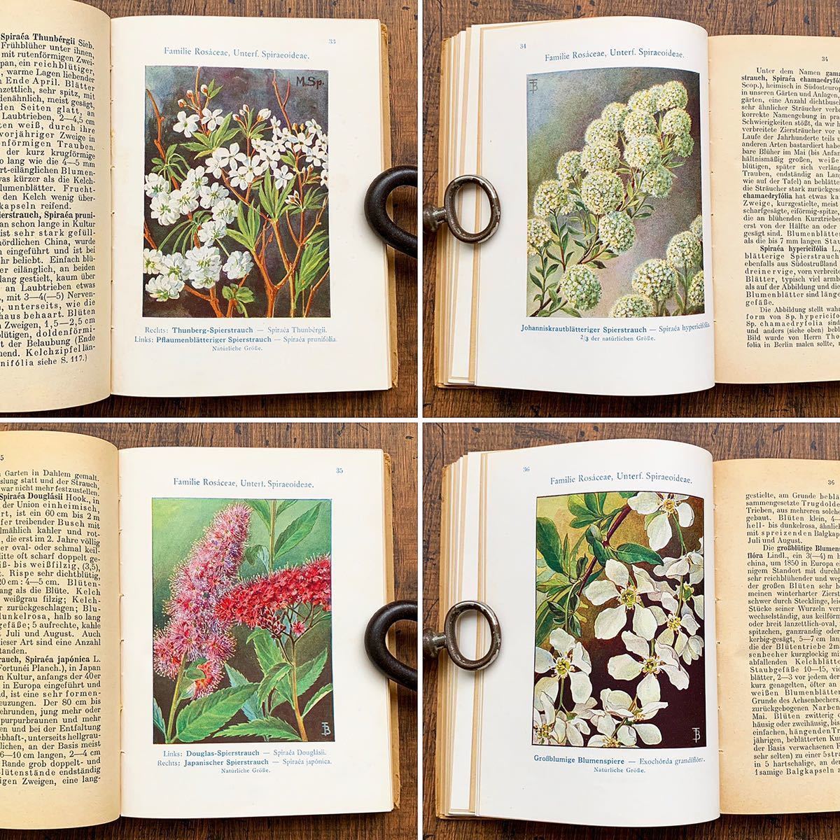 ドイツの古い植物図鑑(ZIERSTRAUCHER u. PARKBAUME 1923年)/アンティーク ヴィンテージ 植物画 花 洋書 ボタニカルアート 紙物 雰囲気◎/の画像6