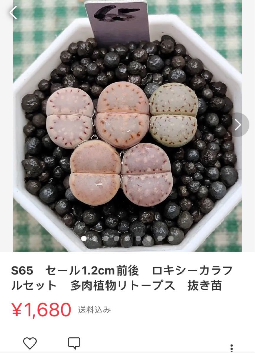 S65 セール1 2cm前後 ロキシーカラフルセット 多肉植物 S65 セール1 2cm前後 ロキシーカラフルセット 多肉植物
