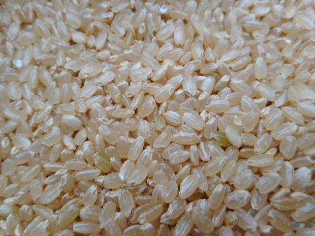 令和5年度 新米農薬不使用玄米 コシヒカリ 30㎏ 奈良の農家直送 - 米