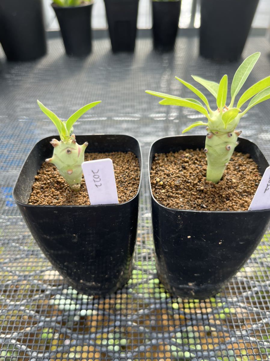 わることが ロンギツベルクローサ:さぼてん&たにく とげ家 ですので