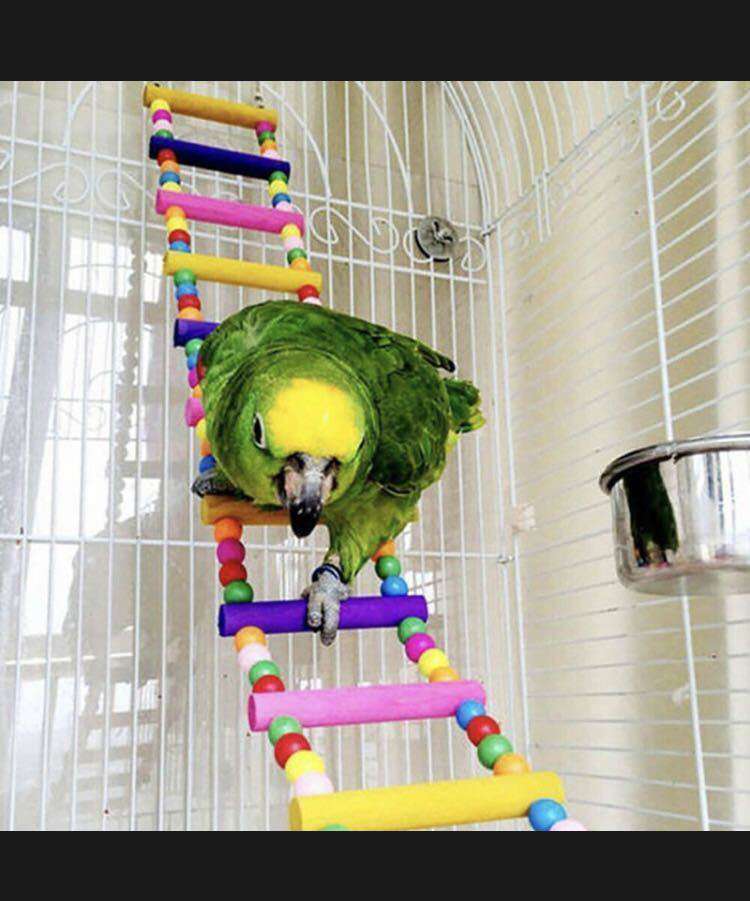  bird for toy 10 piece set * pet accessories birds .. kind parrot parakeet breeding bird cage cage ladder ball rope colorful j01556