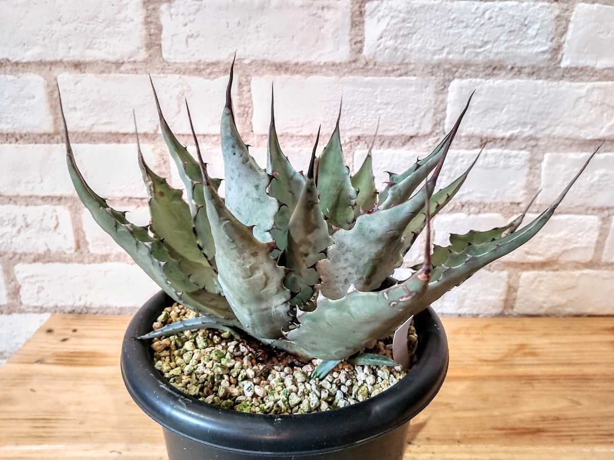 美株 Agave Leo アガベ レオ colorata hyb コロラータ ハイブリッド 美株 Agave Leo アガベ レオ colorata hyb コロラータ ハイブリッド
