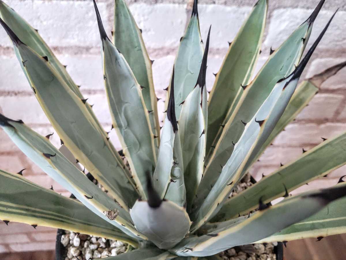 Agave macroacantha Blue Ribbon マクロアカンサ　ブルーリボン　美株　アガベ 多肉植物 _画像1