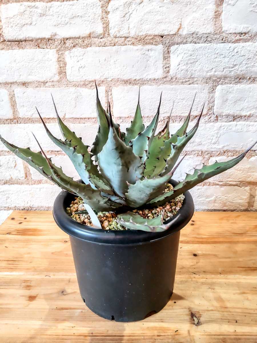 美株 Agave Leo アガベ レオ colorata hyb コロラータ ハイブリッド 美株 Agave Leo アガベ レオ colorata hyb コロラータ ハイブリッド
