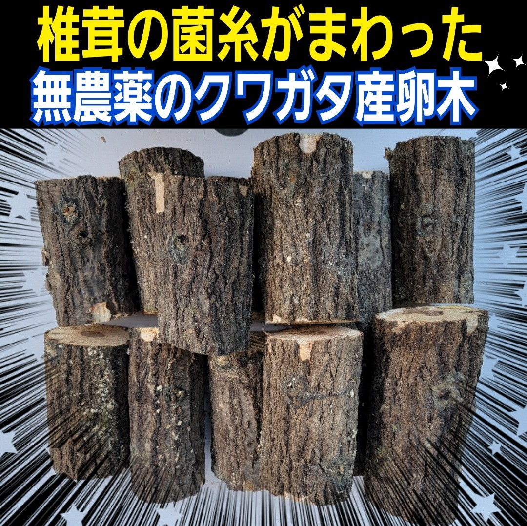 細めの産卵木【3本】ニジイロクワガタ、コクワなど小型種に最適サイズ！クヌギ・ナラ　相場高騰により入手困難！椎茸菌糸がまわってます！