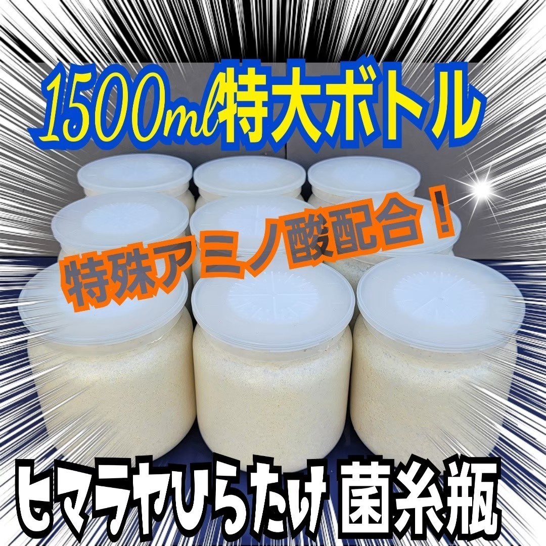 特大1500m☆ヒマラヤひらたけ菌糸瓶【6本】トレハロース強化配合！国産 