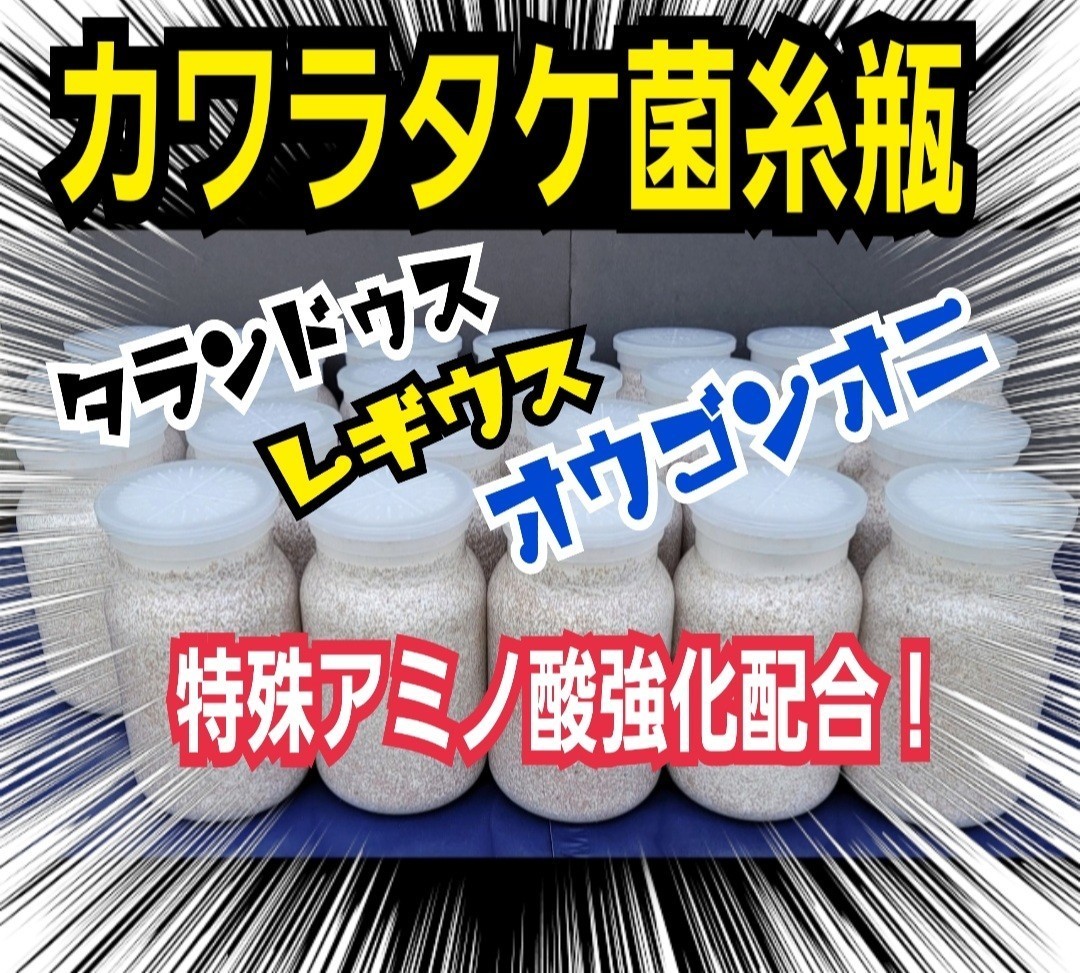 極上 カワラタケ菌糸瓶【6本】特殊アミノ酸強化配合 タランドゥス