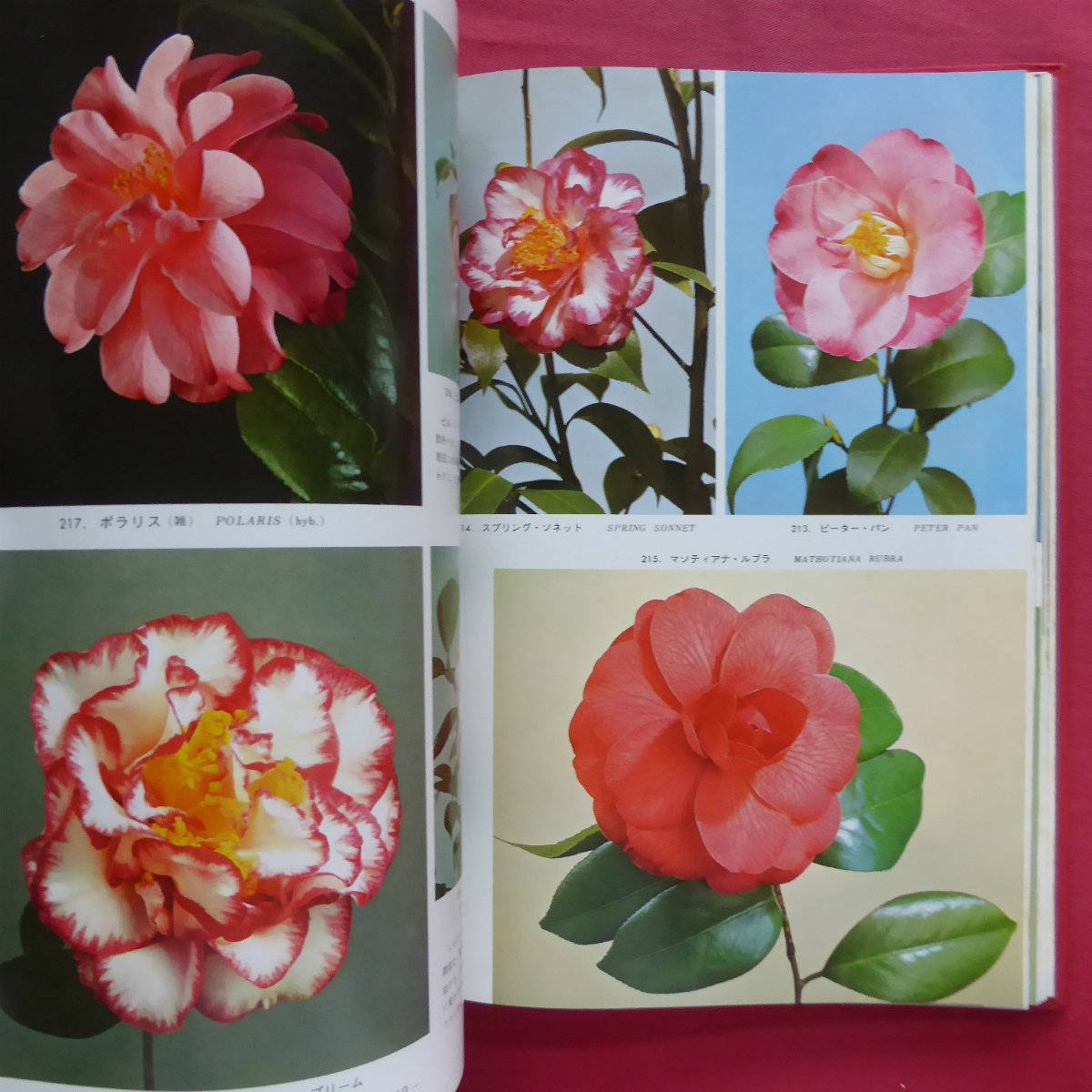 i6/ cheap wistaria .. work [...- name flower. introduction . cultivation / Hoikusha * Showa era 50 year no. 4.] camellia. . raw / camellia. control / camellia. breeding /.. tree 