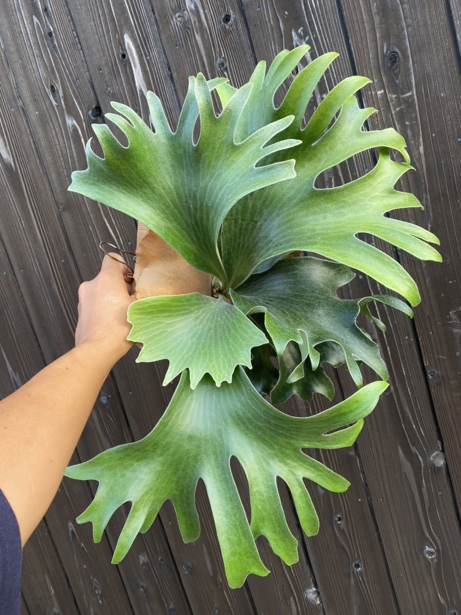Yahoo!オークション - comolebi ビカクシダ platycerium Yahoo!オークション - comolebi ビカクシダ platycerium
