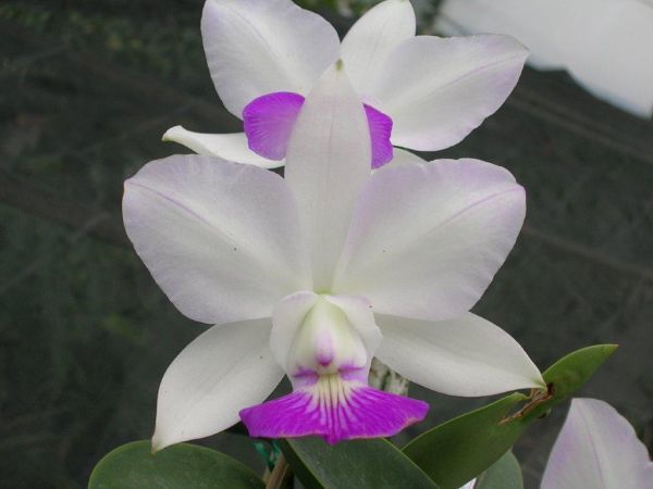 Yahoo!オークション - HIF洋蘭 841 C. walkeriana semi-alba x Yahoo!オークション - HIF洋蘭 841 C. walkeriana semi-alba x