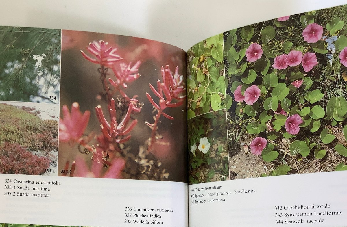  Thai. . flower plant field guide foreign book / English / plant ./ photograph / flower / Southeast Asia [ta01d]