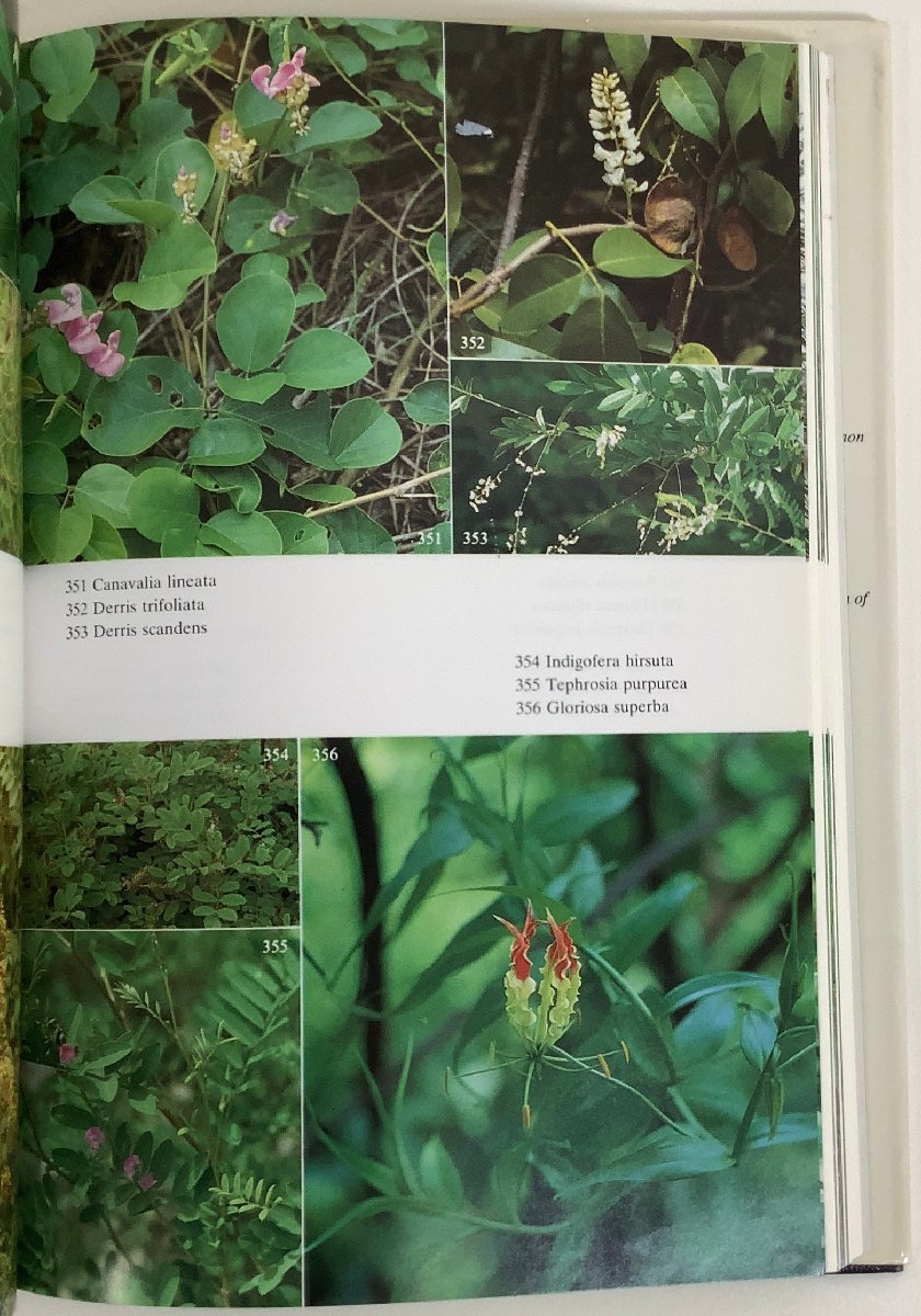  Thai. . flower plant field guide foreign book / English / plant ./ photograph / flower / Southeast Asia [ta01d]