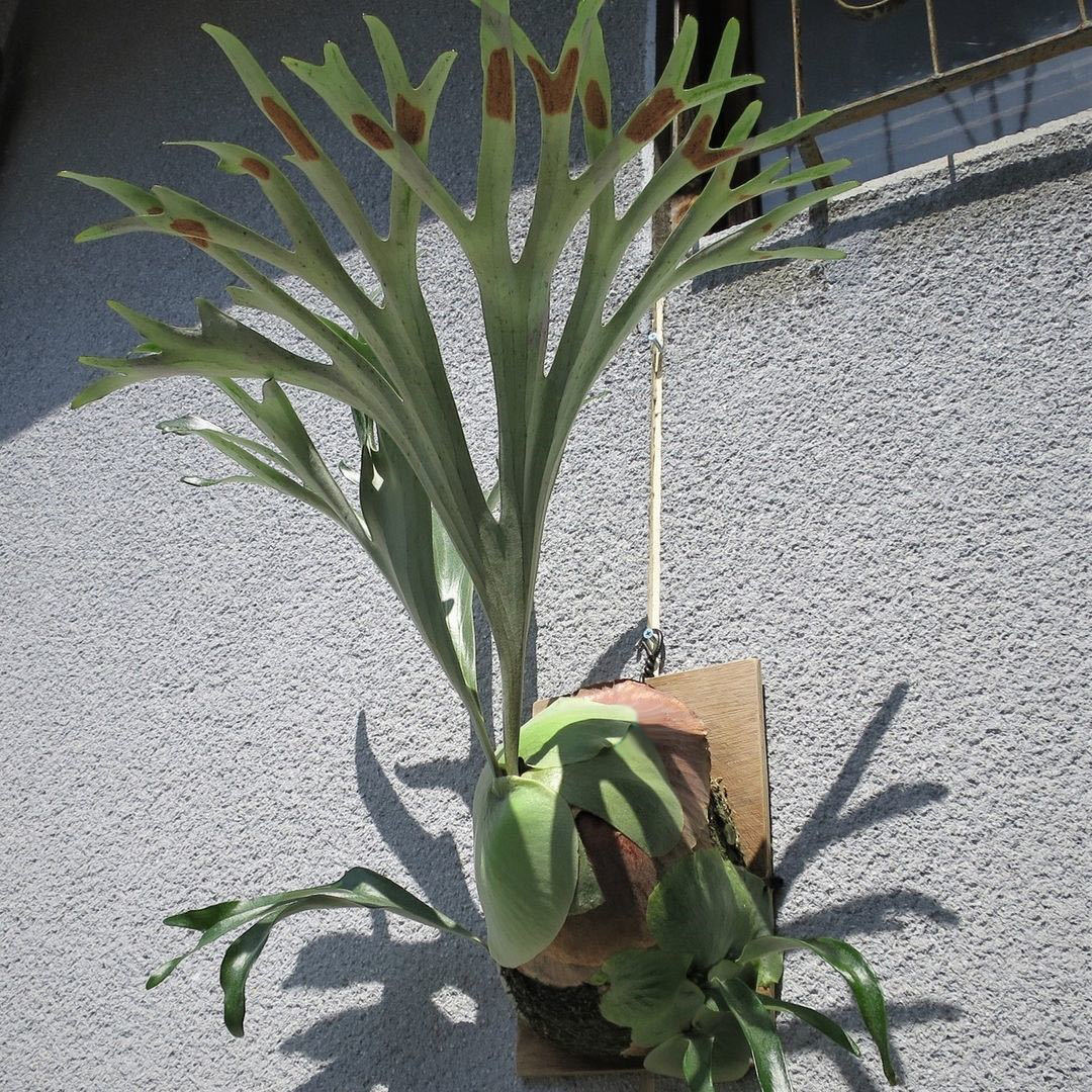 backplain77 ビカクシダ P.alcicorne madagascar vassei コウモリラン ...