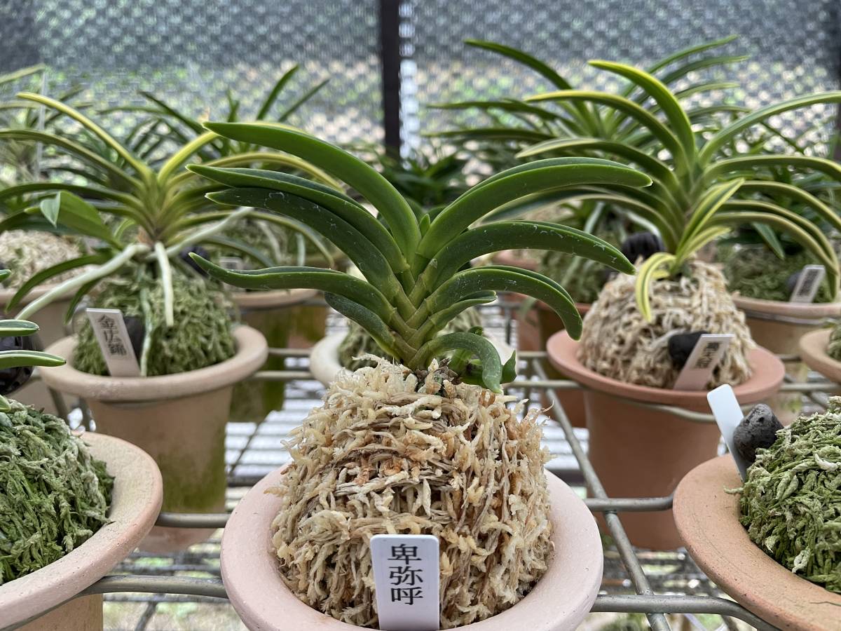 富貴蘭 卑弥呼 ensuitestogo.com.au