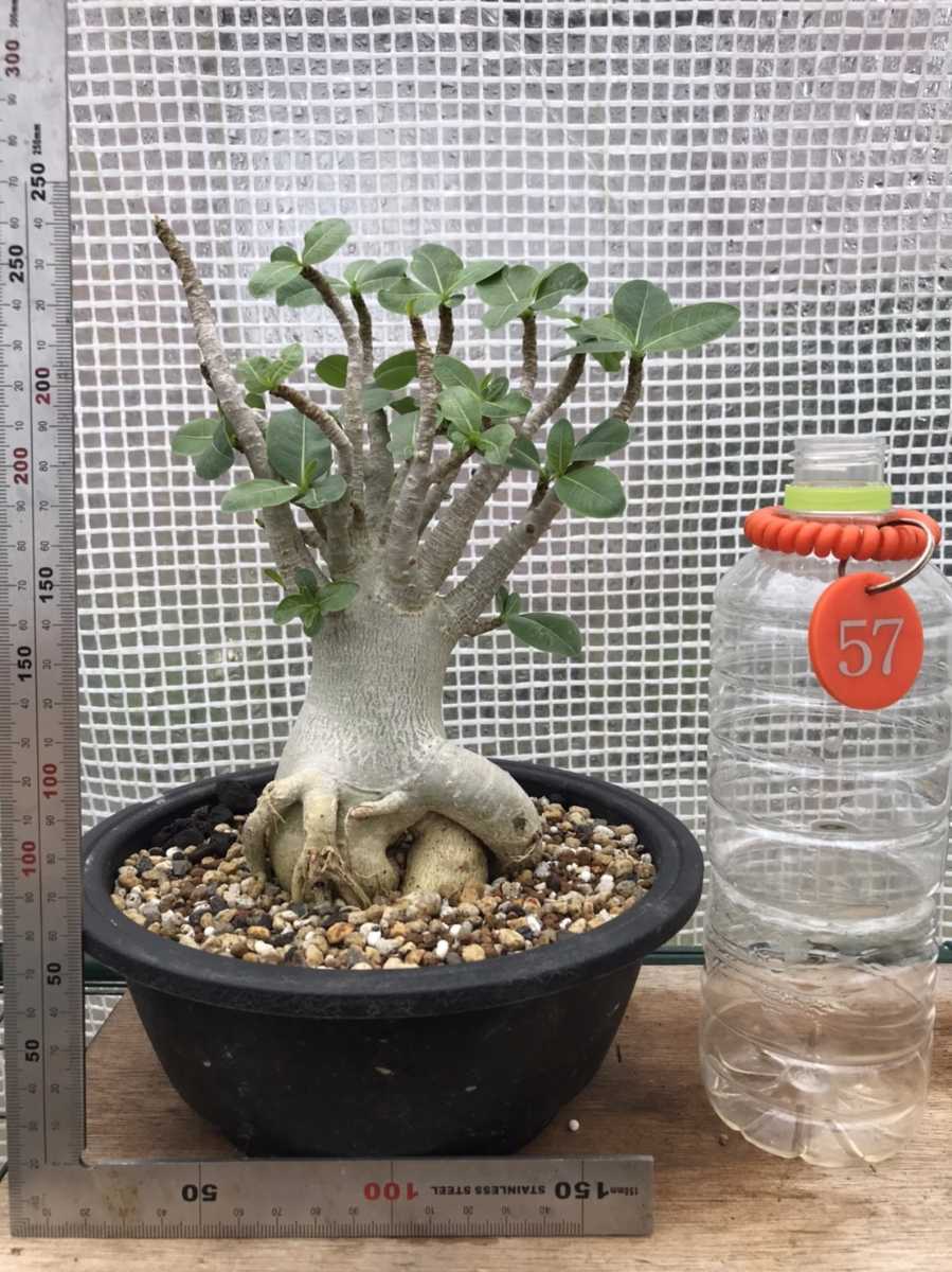 アデニウム タイソコトラナム タコ足 大型 美株 塊根植物 アラビカム