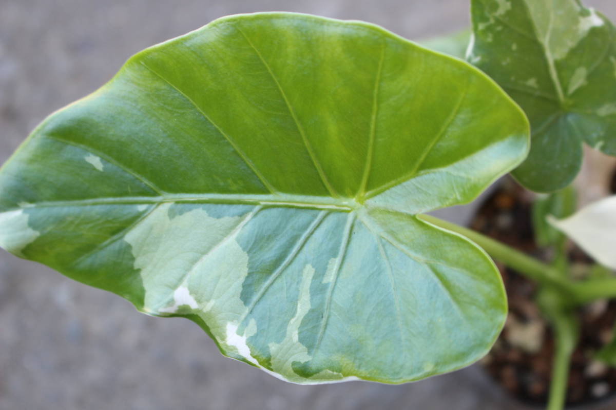 斑入り クワズイモ オキナワシルバー - 植物/観葉植物