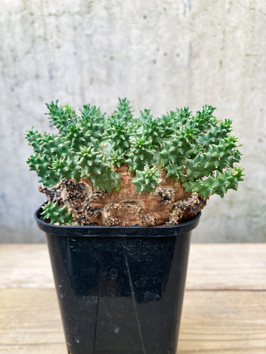 Euphorbia atroviridis D202【大株・良型】 ユーフォルビア アトロビリ