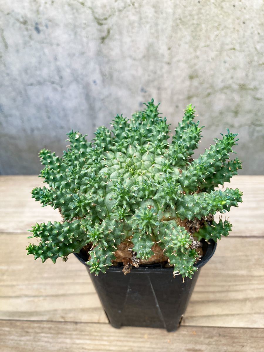 Euphorbia atroviridis D202【大株・良型】 ユーフォルビア アトロビリ