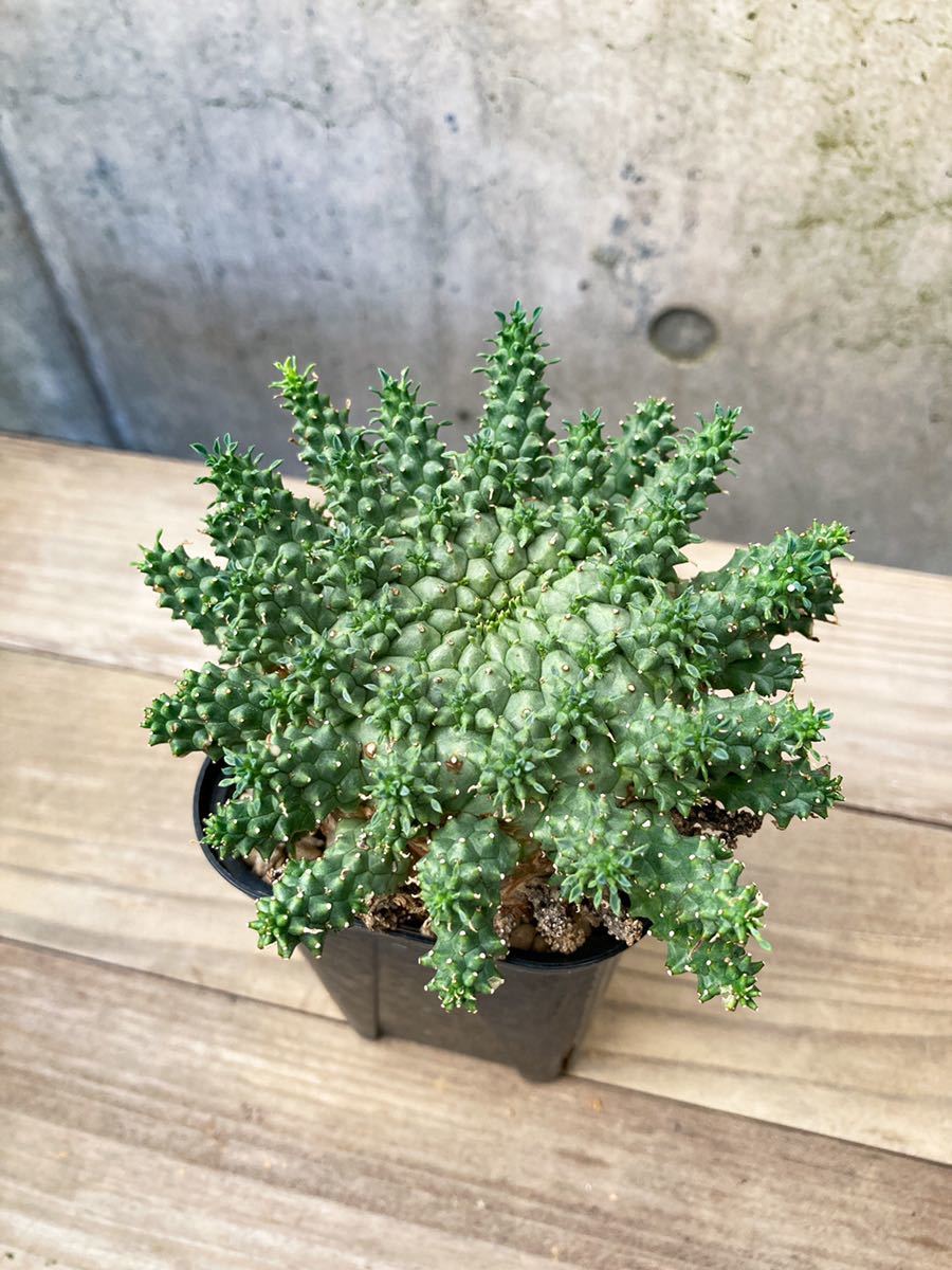 Euphorbia atroviridis D202【大株・良型】 ユーフォルビア アトロビリ