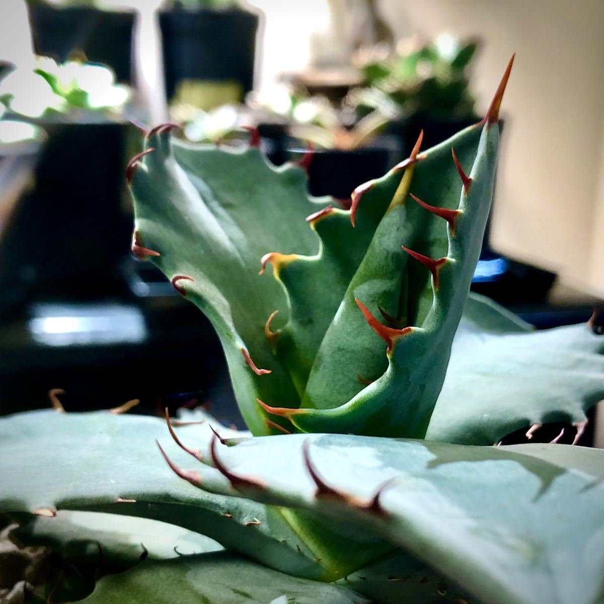 アガベ チタメンシス titamensis agave hybrid チタノタ アガベ チタメンシス titamensis agave hybrid チタノタ