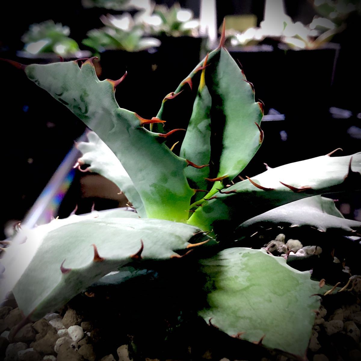アガベ チタメンシス titamensis agave hybrid チタノタ アガベ チタメンシス titamensis agave hybrid チタノタ