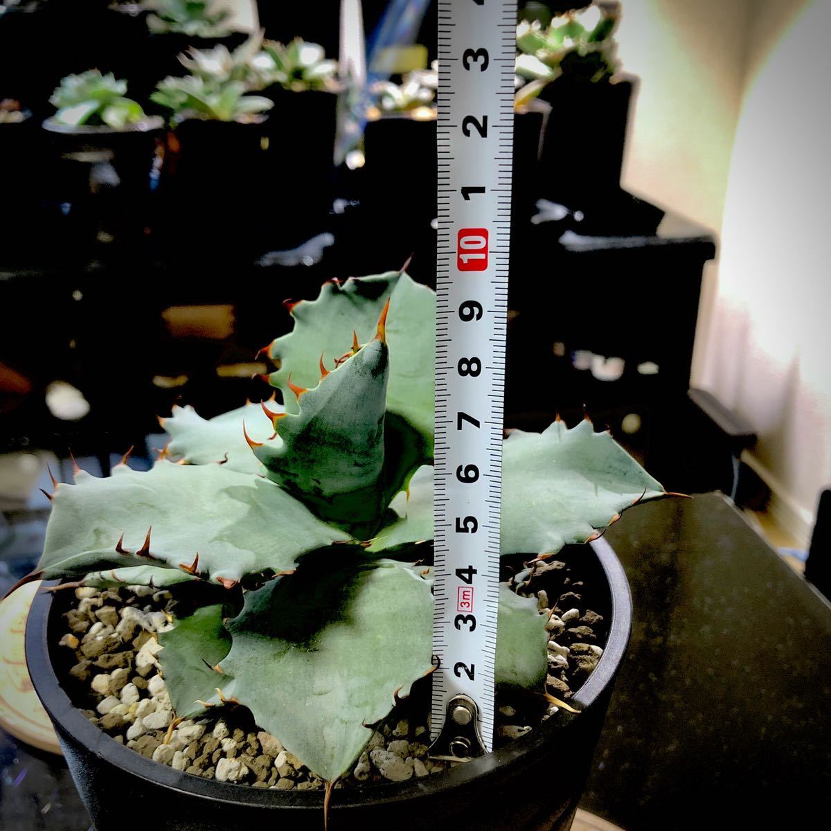アガベ チタメンシス titamensis agave hybrid チタノタ アガベ チタメンシス titamensis agave hybrid チタノタ