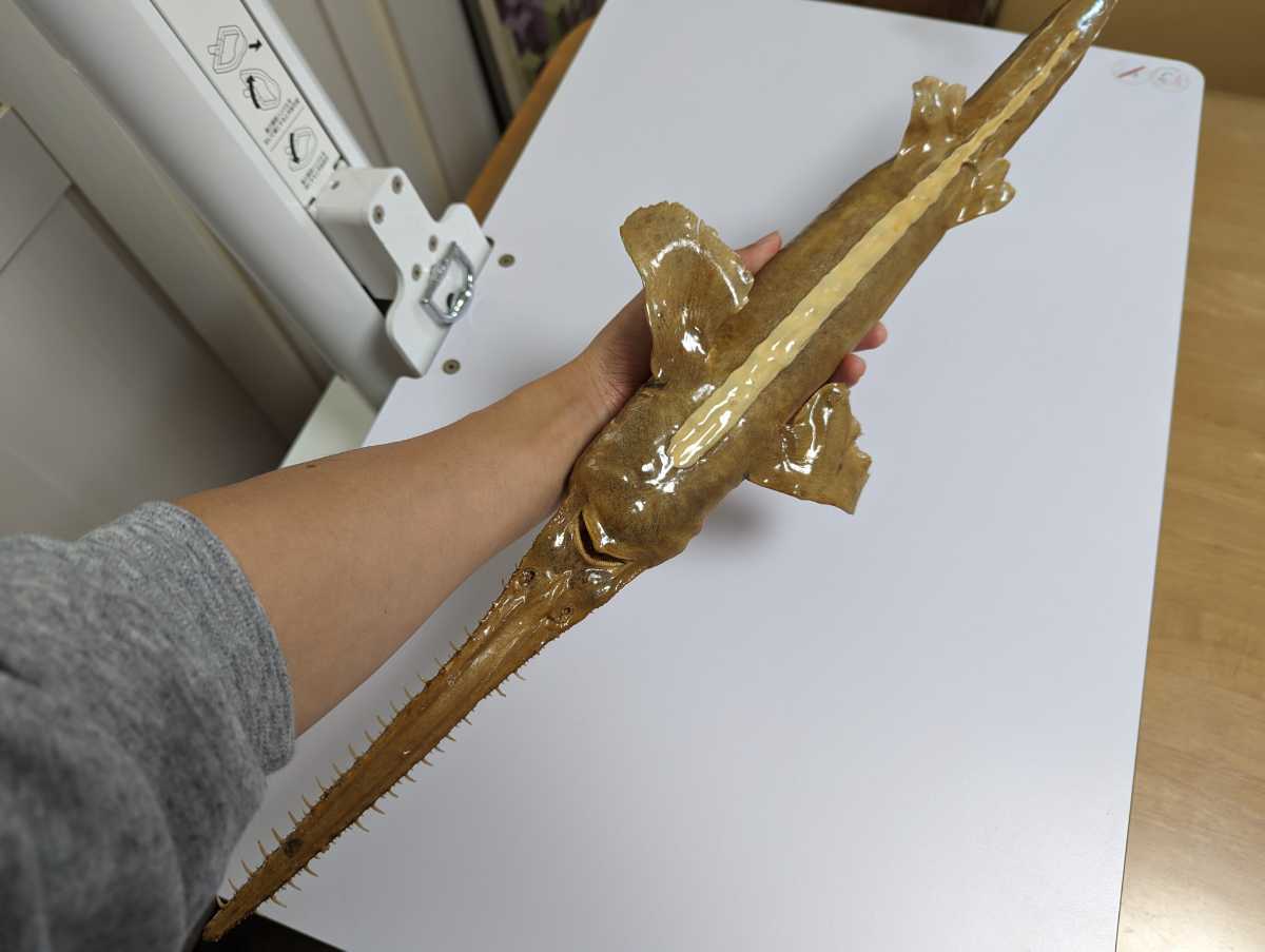 Yahoo!オークション - レア 希少 ノコギリザメ 約70cm 幼体 剥製 Yahoo!オークション - レア 希少 ノコギリザメ 約70cm 幼体 剥製