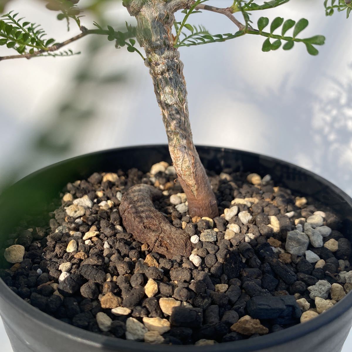 オペルクリカリア パキプス 実生5年 塊根植物 コーデックス 多肉植物 オペルクリカリア パキプス 実生5年 塊根植物 コーデックス 多肉植物