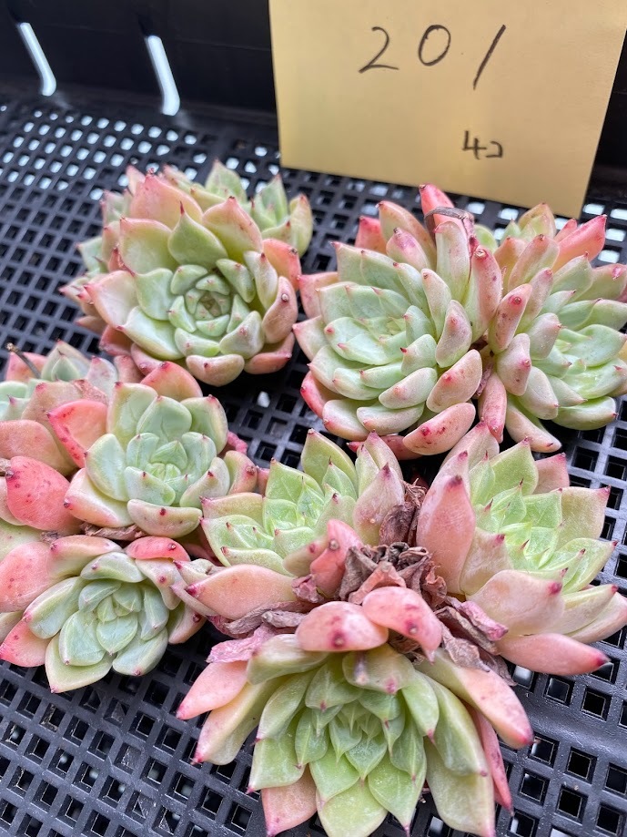 もぐもぐ様専用 多肉植物 www.altatec-net.com