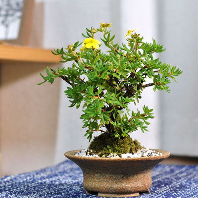  bonsai gold . plum mini bonsai Mini ..... gold . plum flower gift Respect-for-the-Aged Day Holiday 