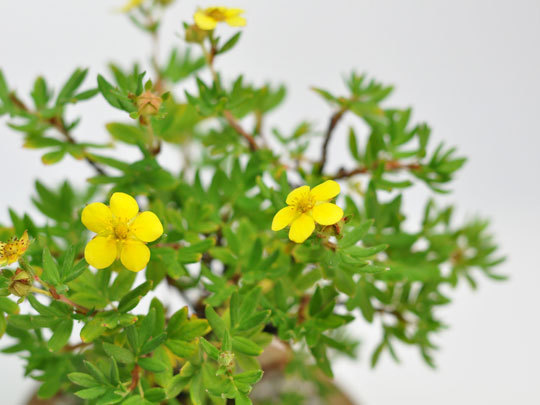 盆栽 金露梅 ミニ盆栽 ミニ きんろばい 金露梅 花ギフト 敬老の日_画像7