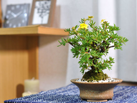  bonsai gold . plum mini bonsai Mini ..... gold . plum flower gift Respect-for-the-Aged Day Holiday 