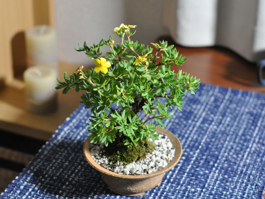  bonsai gold . plum mini bonsai Mini ..... gold . plum flower gift Respect-for-the-Aged Day Holiday 