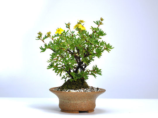  bonsai gold . plum mini bonsai Mini ..... gold . plum flower gift Respect-for-the-Aged Day Holiday 