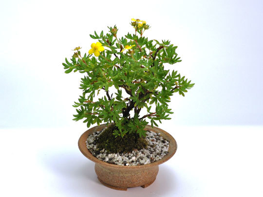  bonsai gold . plum mini bonsai Mini ..... gold . plum flower gift Respect-for-the-Aged Day Holiday 