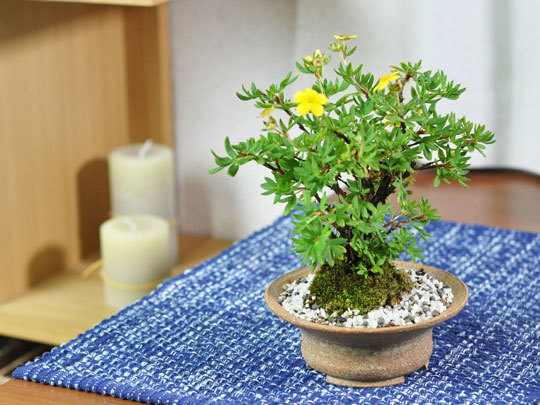  bonsai gold . plum mini bonsai Mini ..... gold . plum flower gift Respect-for-the-Aged Day Holiday 