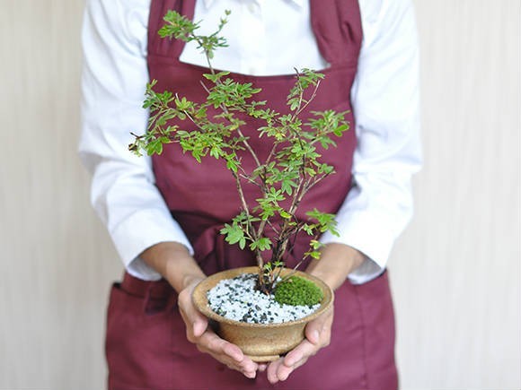 盆栽 金露梅 ミニ盆栽 ミニ きんろばい 金露梅 花ギフト 敬老の日_画像8