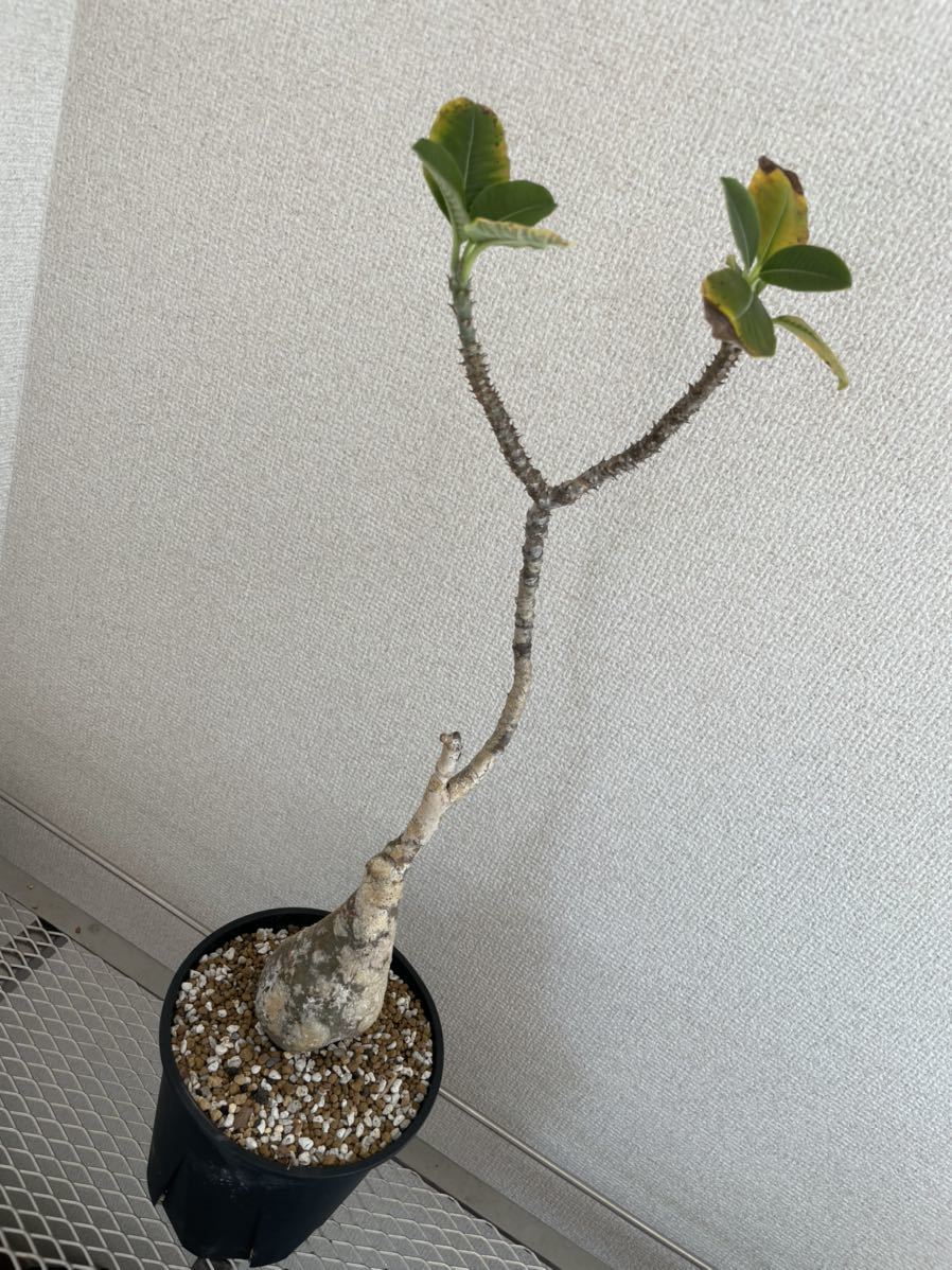 パキポディウム ウィンゾリー 現地球 発根済み塊根植物 パキポディウム ウィンゾリー 現地球 発根済み塊根植物