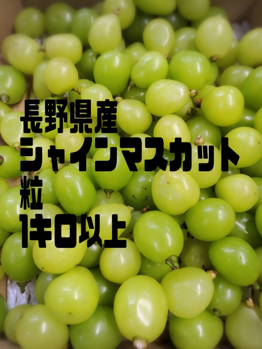 完熟 大粒 大房シャインマスカット4kg 22111002 長野県須坂産