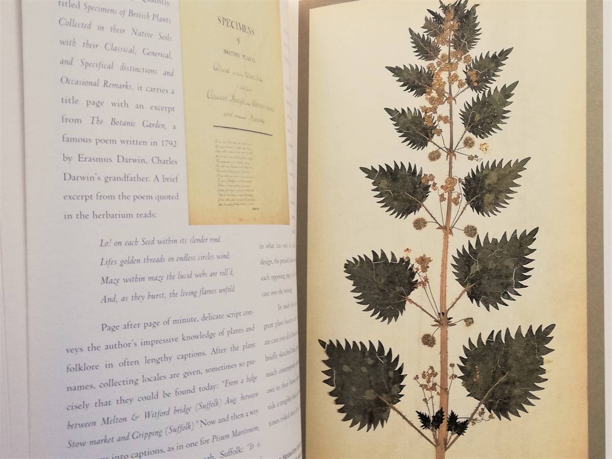 The Pressed Plant　The Art of Botanical Specimens, Nature Prints, and Sun Pictures　植物標本 押し花 Henry Bradbury Cyanotype_画像6