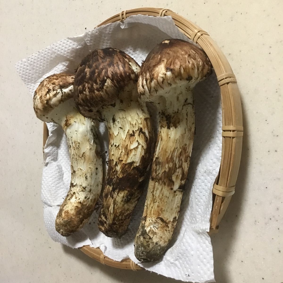長野県産】国産松茸 極上品!!約400㌘!!時価!! ikpi.or.id