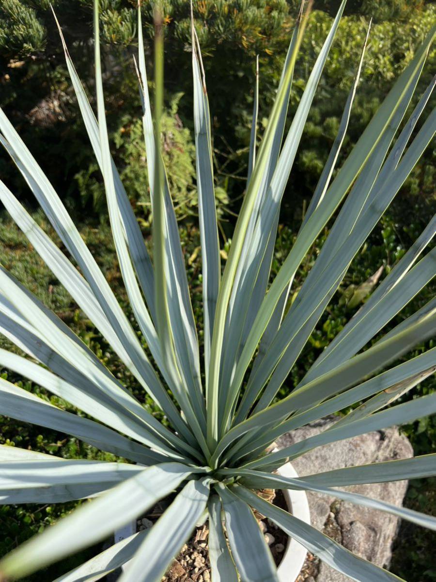白銀 シルバー 太 ブルーユッカ ユッカ リギダ Yucca rigida 太 白銀 シルバー 太 ブルーユッカ ユッカ リギダ Yucca rigida 太