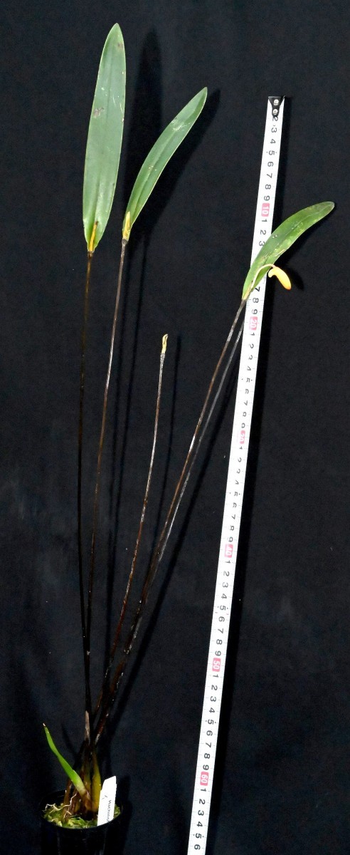 洋蘭原種 (869) パプア最高に美しいデンドロビューム、希少種 Den. (=Diplocaulobium) auricolor デンドロビューム アウリカラー 4
