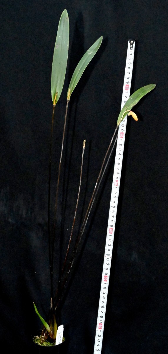 洋蘭原種 (869) パプア最高に美しいデンドロビューム、希少種 Den. (=Diplocaulobium) auricolor デンドロビューム アウリカラー 5